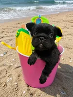 Coco Jones, a female French Bulldog for sale in Houston, TX – 4 of 4