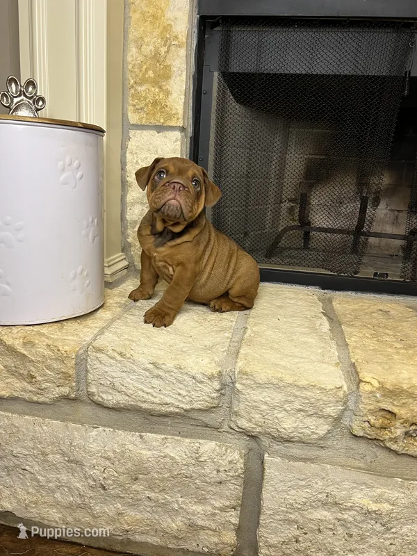 Seth – English Bulldog puppy for sale in Houston, TX