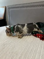 Lace, a female French Bulldog for sale in Houston, TX – Photo 5 of 10