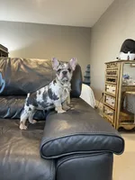 Lace, a female French Bulldog for sale in Houston, TX – Photo 1 of 10