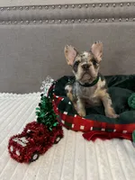 Lace, a female French Bulldog for sale in Houston, TX – Photo 3 of 10