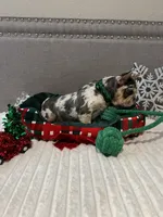 Lace, a female French Bulldog for sale in Houston, TX – Photo 4 of 10