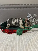 Lace, a female French Bulldog for sale in Houston, TX – Photo 6 of 10