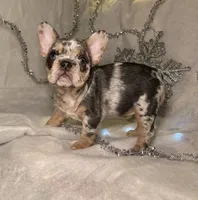 Lace, a female French Bulldog for sale in Houston, TX – Photo 9 of 10