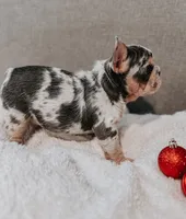 Lace, a female French Bulldog for sale in Houston, TX – Photo 10 of 10