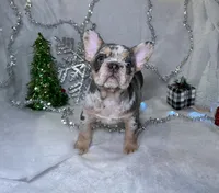 Lace, a female French Bulldog for sale in Houston, TX – Photo 8 of 10