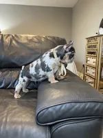 Lace, a female French Bulldog for sale in Houston, TX – Photo 2 of 10