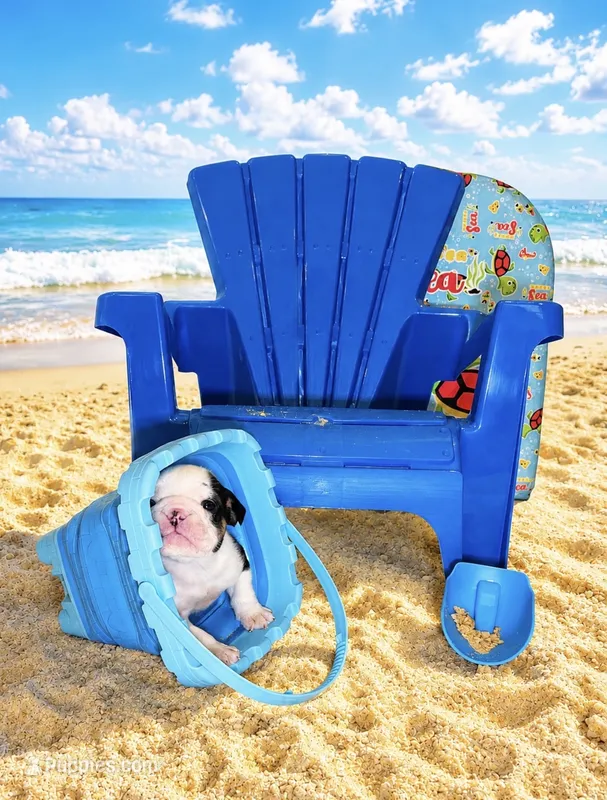 Steven – English Bulldog puppy for sale in Houston, TX