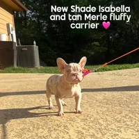 Storm, a female French Bulldog for sale in Houston, TX – 1 of 10