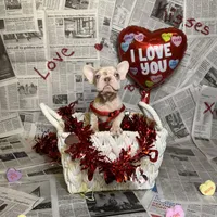 Storm, a female French Bulldog for sale in Houston, TX – Photo 3 of 10