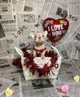 Storm, a female French Bulldog for sale in Houston, TX – Photo 1 of 8