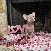 Storm, a female French Bulldog for sale in Houston, TX – Photo 5 of 10