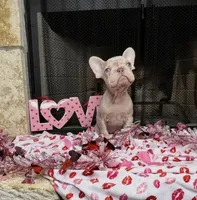 Storm, a female French Bulldog for sale in Houston, TX – Photo 3 of 8