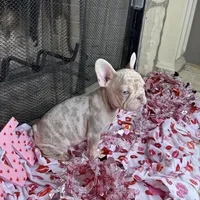 Storm, a female French Bulldog for sale in Houston, TX – Photo 6 of 10