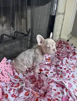 Storm, a female French Bulldog for sale in Houston, TX – Photo 4 of 8