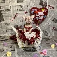 Storm, a female French Bulldog for sale in Houston, TX – Photo 8 of 10