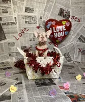 Storm, a female French Bulldog for sale in Houston, TX – Photo 6 of 8