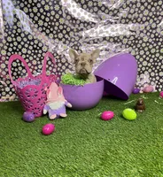 Storm, a female French Bulldog for sale in Houston, TX – Photo 2 of 10