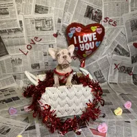 Storm, a female French Bulldog for sale in Houston, TX – Photo 10 of 10