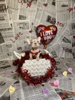 Storm, a female French Bulldog for sale in Houston, TX – Photo 8 of 8