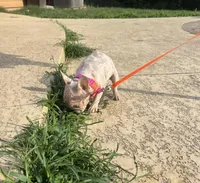 Storm, a female French Bulldog for sale in Houston, TX – 2 of 10