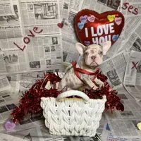 Storm, a female French Bulldog for sale in Houston, TX – Photo 9 of 10