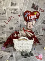 Storm, a female French Bulldog for sale in Houston, TX – Photo 7 of 8