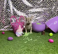 Storm, a female French Bulldog for sale in Houston, TX – Photo 1 of 10