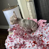 Storm, a female French Bulldog for sale in Houston, TX – Photo 7 of 10