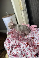 Storm, a female French Bulldog for sale in Houston, TX – Photo 5 of 8