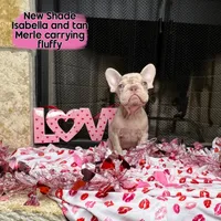 Storm, a female French Bulldog for sale in Houston, TX – Photo 4 of 10