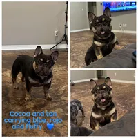 Illusion , a male French Bulldog for sale in Houston, TX – 1 of 1