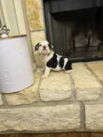 Steven , a male English Bulldog for sale in Houston, TX – 5 of 10