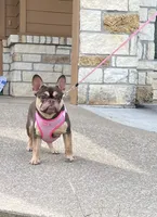 Ursula , a female French Bulldog for sale in Houston, TX – 1 of 7