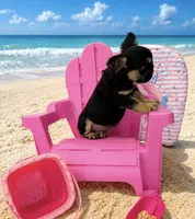 Jordan Sparks, a female French Bulldog for sale in Houston, TX – 3 of 7