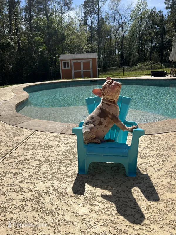 Merlin – French Bulldog puppy for sale in Houston, TX