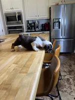 Sophie, a female English Bulldog for sale in Houston, TX – 10 of 10