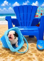 Steven, a male English Bulldog for sale in Houston, TX – 2 of 4