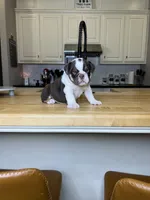 Sophie, a female English Bulldog for sale in Houston, TX – 9 of 10