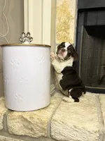Sophie, a female English Bulldog for sale in Houston, TX – 5 of 10