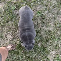 Dutchess, a female English Bulldog for sale in Houston, TX – Photo 3 of 3