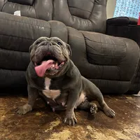 Dutchess, a female English Bulldog for sale in Houston, TX – Photo 1 of 3