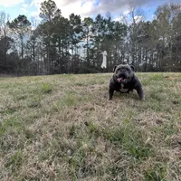 Dutchess, a female English Bulldog for sale in Houston, TX – Photo 2 of 3