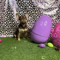 Ursula , a female French Bulldog for sale in Houston, TX – Photo 2 of 2