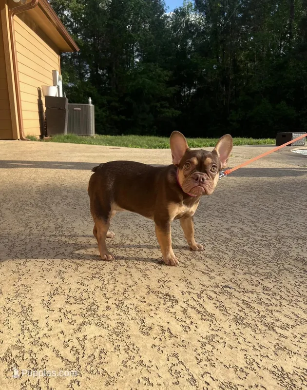 Ursula  – French Bulldog puppy for sale in Houston, TX
