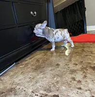 Merlin, a male French Bulldog for sale in Houston, TX – Photo 2 of 5