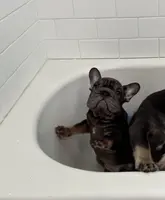 Pesado, a male French Bulldog for sale in Houston, TX – Photo 3 of 5