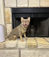 Freddy, a male French Bulldog for sale in Houston, TX – 8 of 8