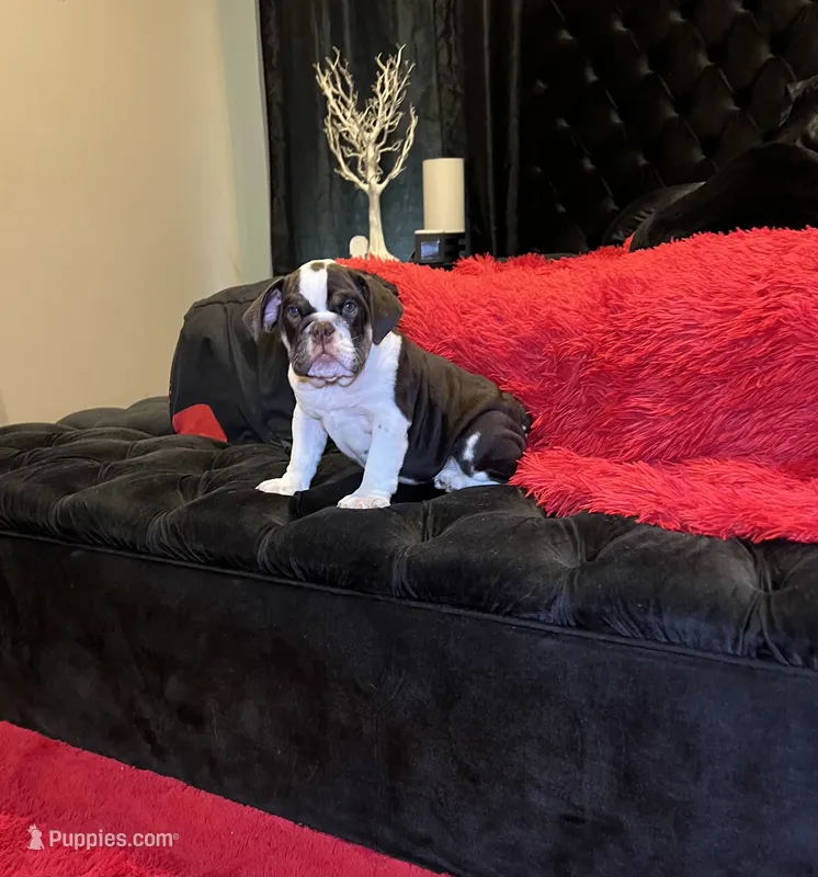 Sophie – English Bulldog puppy for sale in Houston, TX