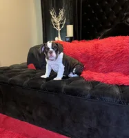 Sophie, a female English Bulldog for sale in Houston, TX – 1 of 10